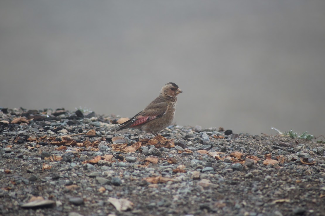 Crimson Wing finch