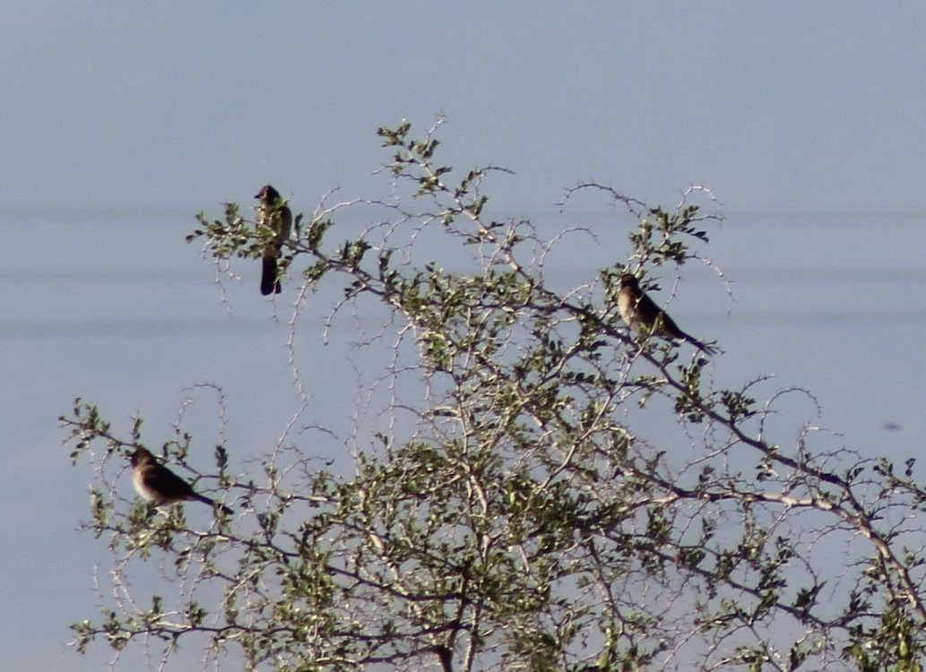 Common Bulbul