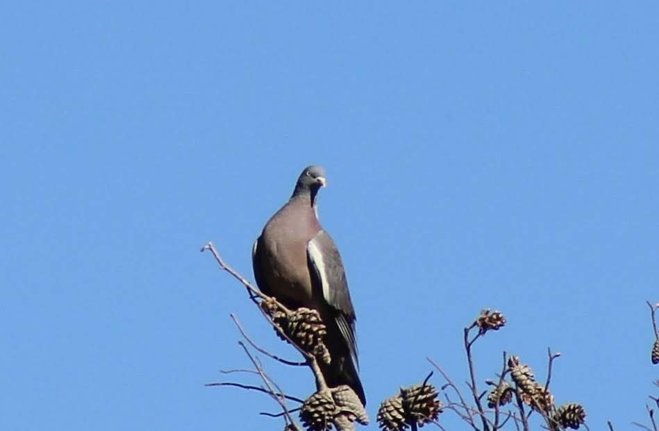 Turtle Dove