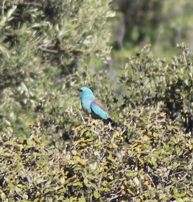 European Roller