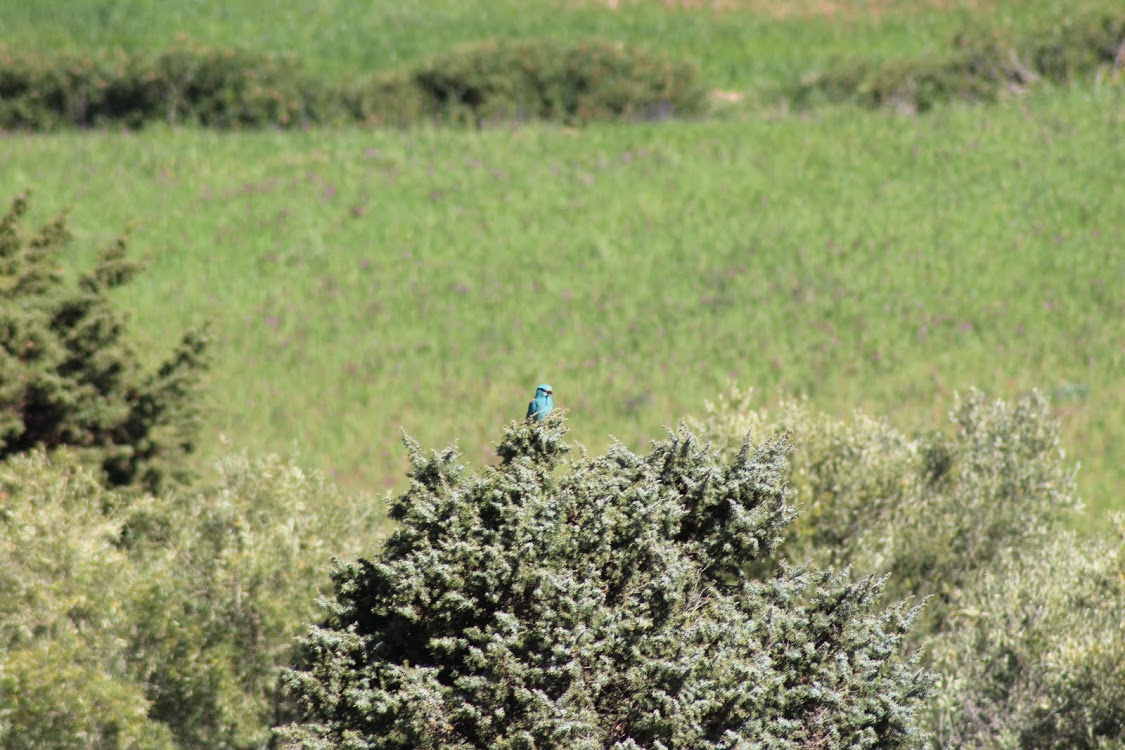 European Roller