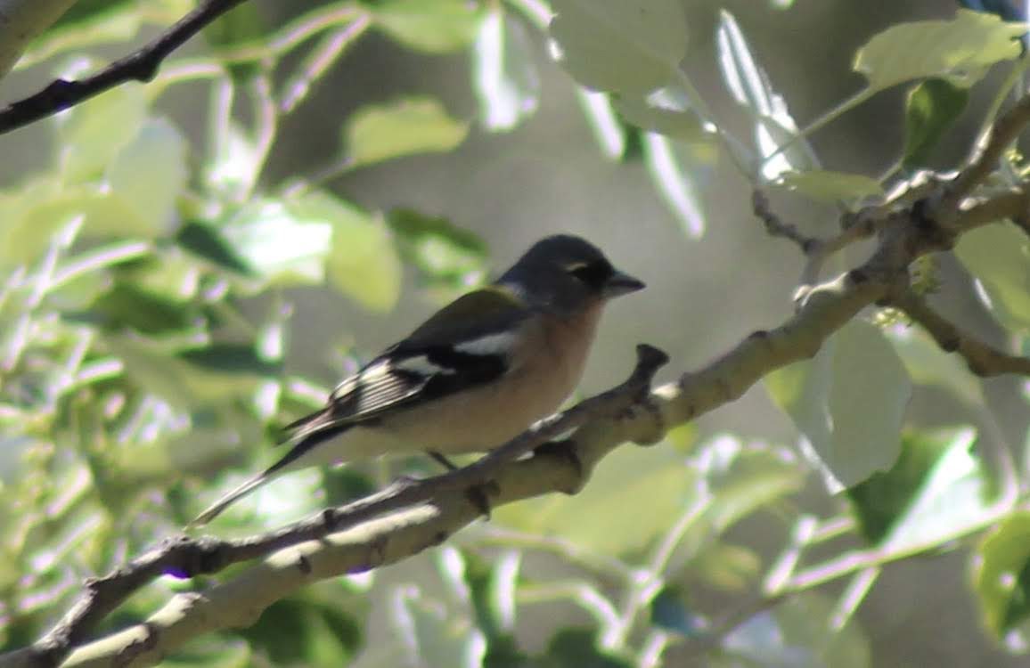 Chaffinch