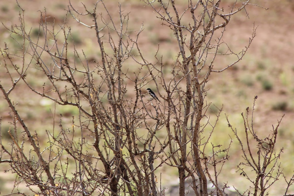 Woodchat Shrike