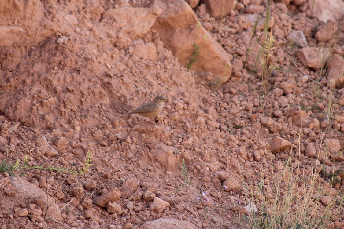 Desert Lark