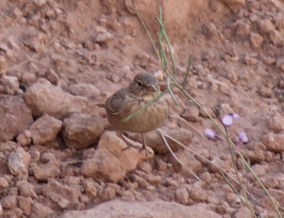 Desert Lark