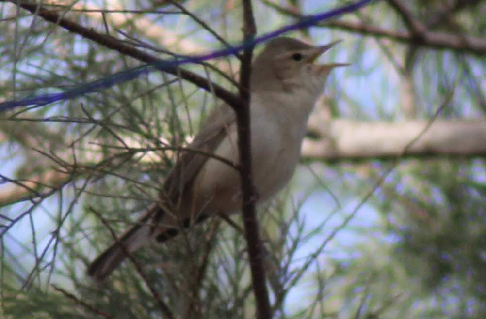 Olivaceous Warbler