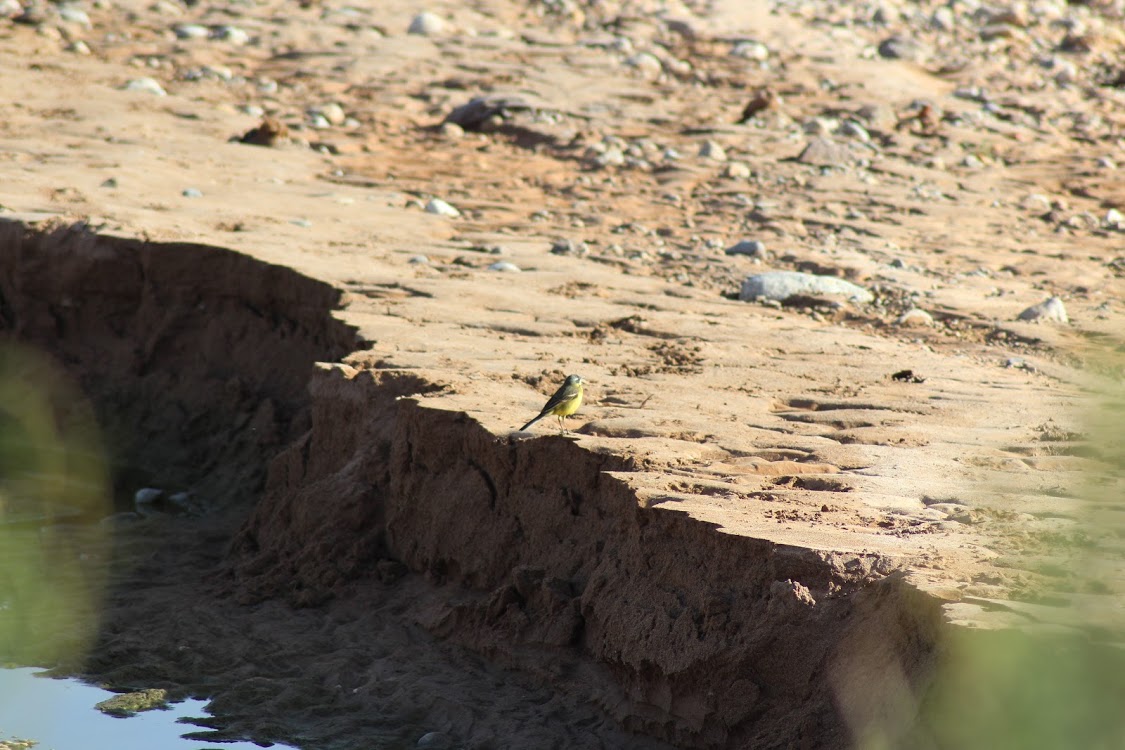 Yellow Wagtail