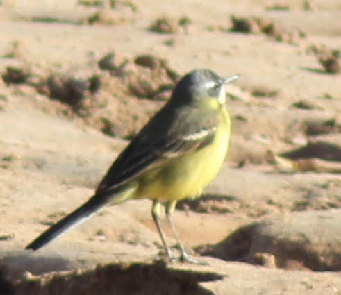 Yellow Wagtail