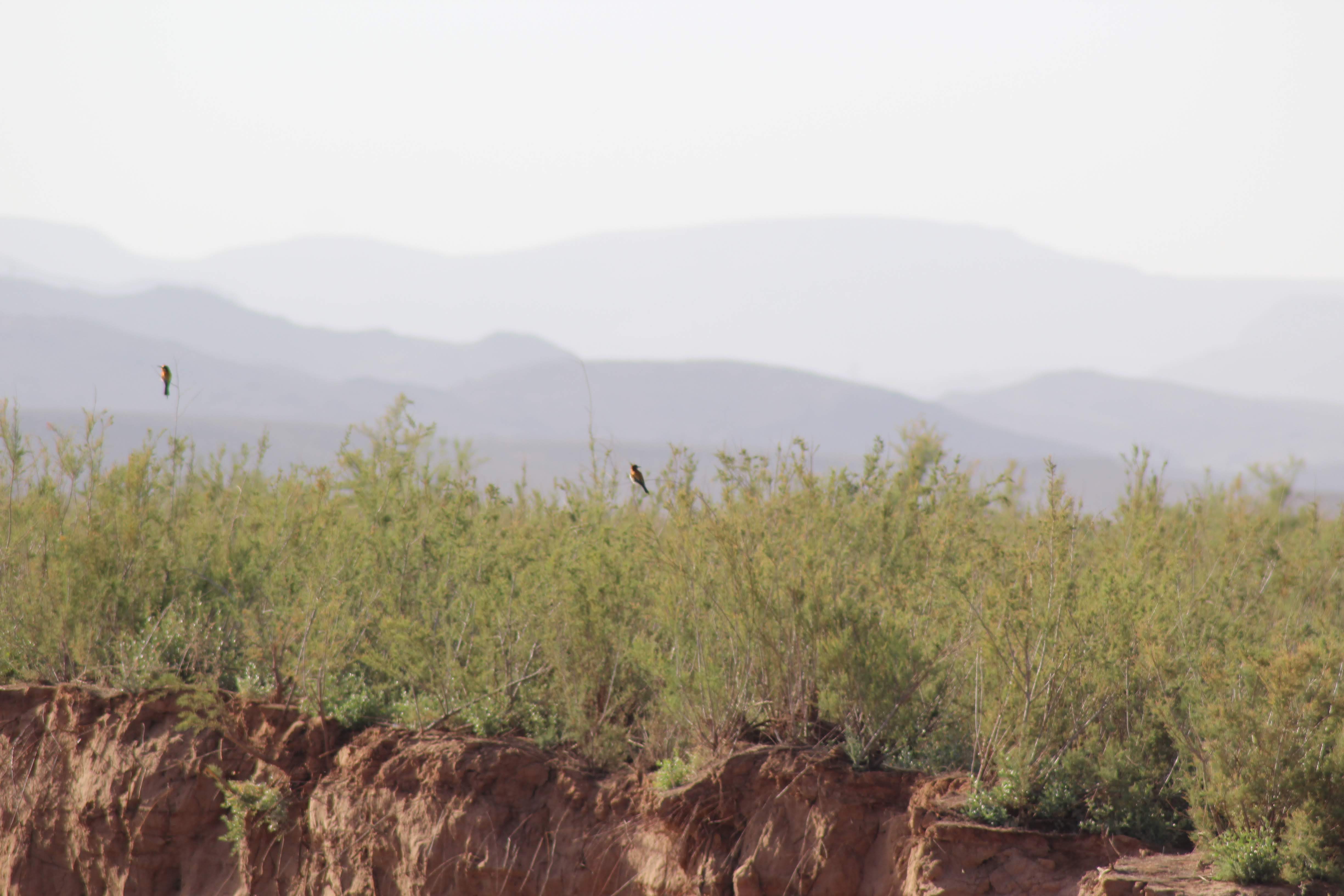 European Bee-Eater