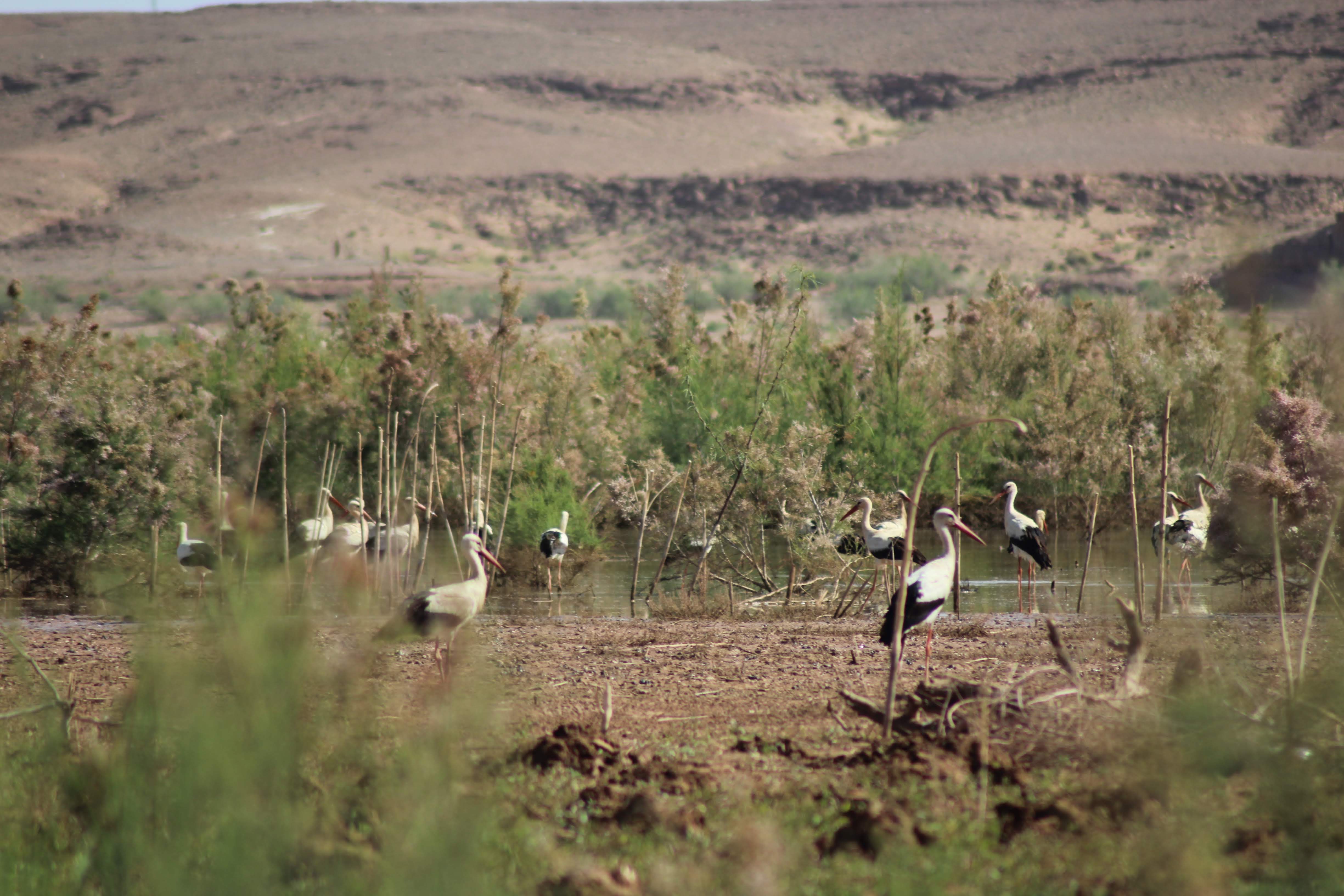 White Storks