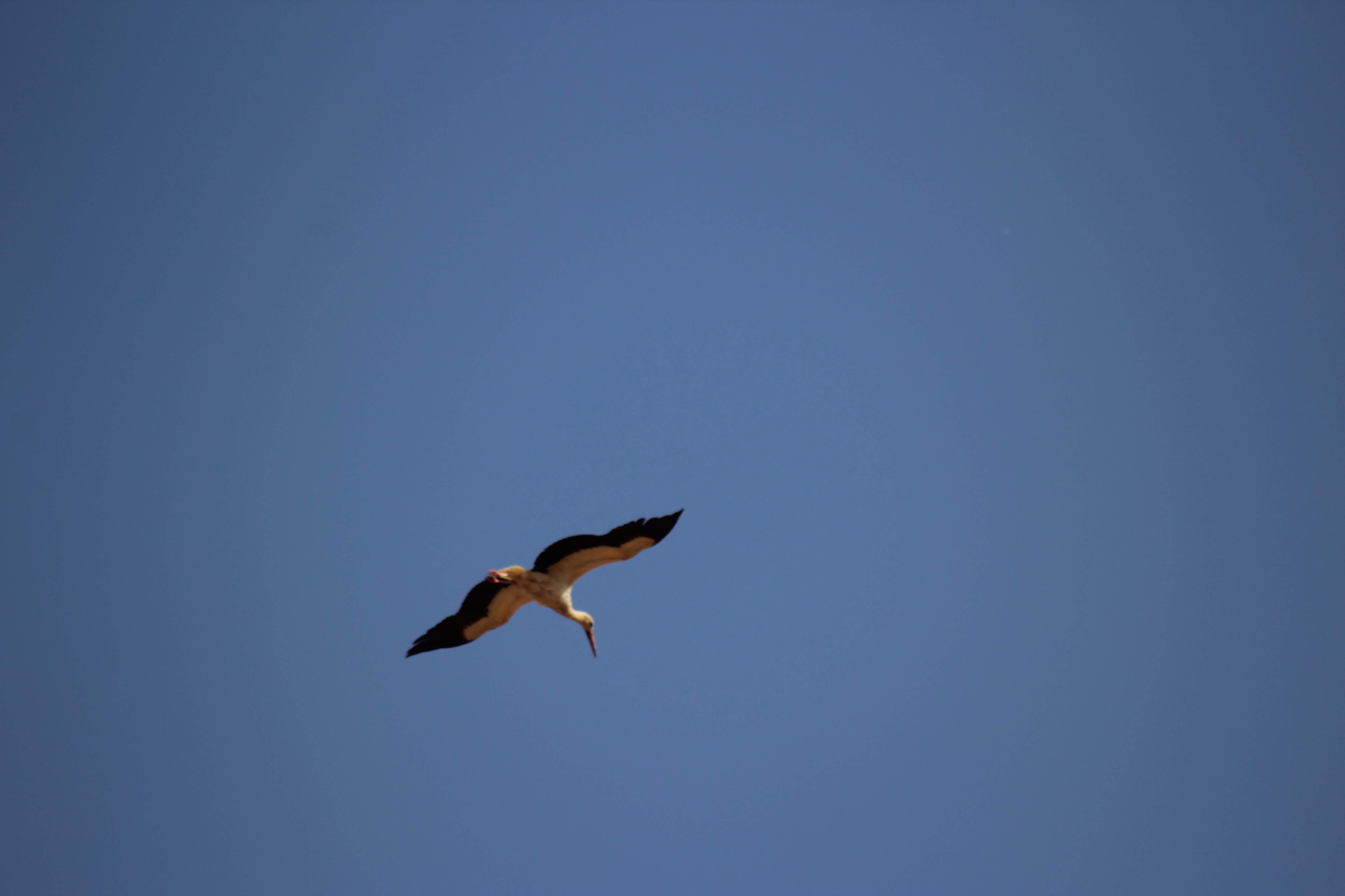 White Storks