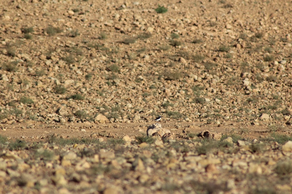 Maghreb Wheatear