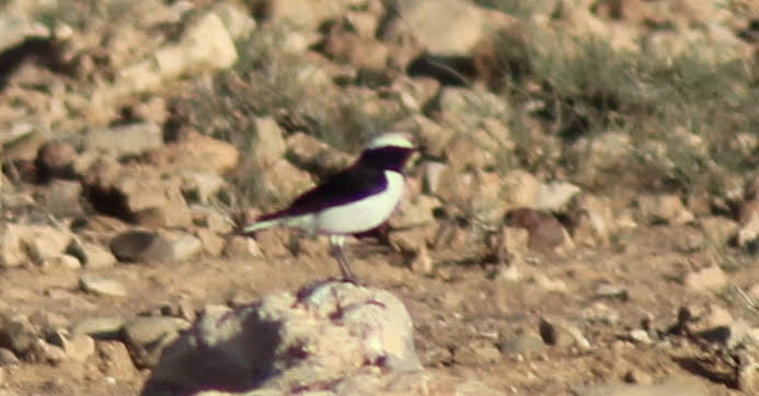 Maghreb Wheatear