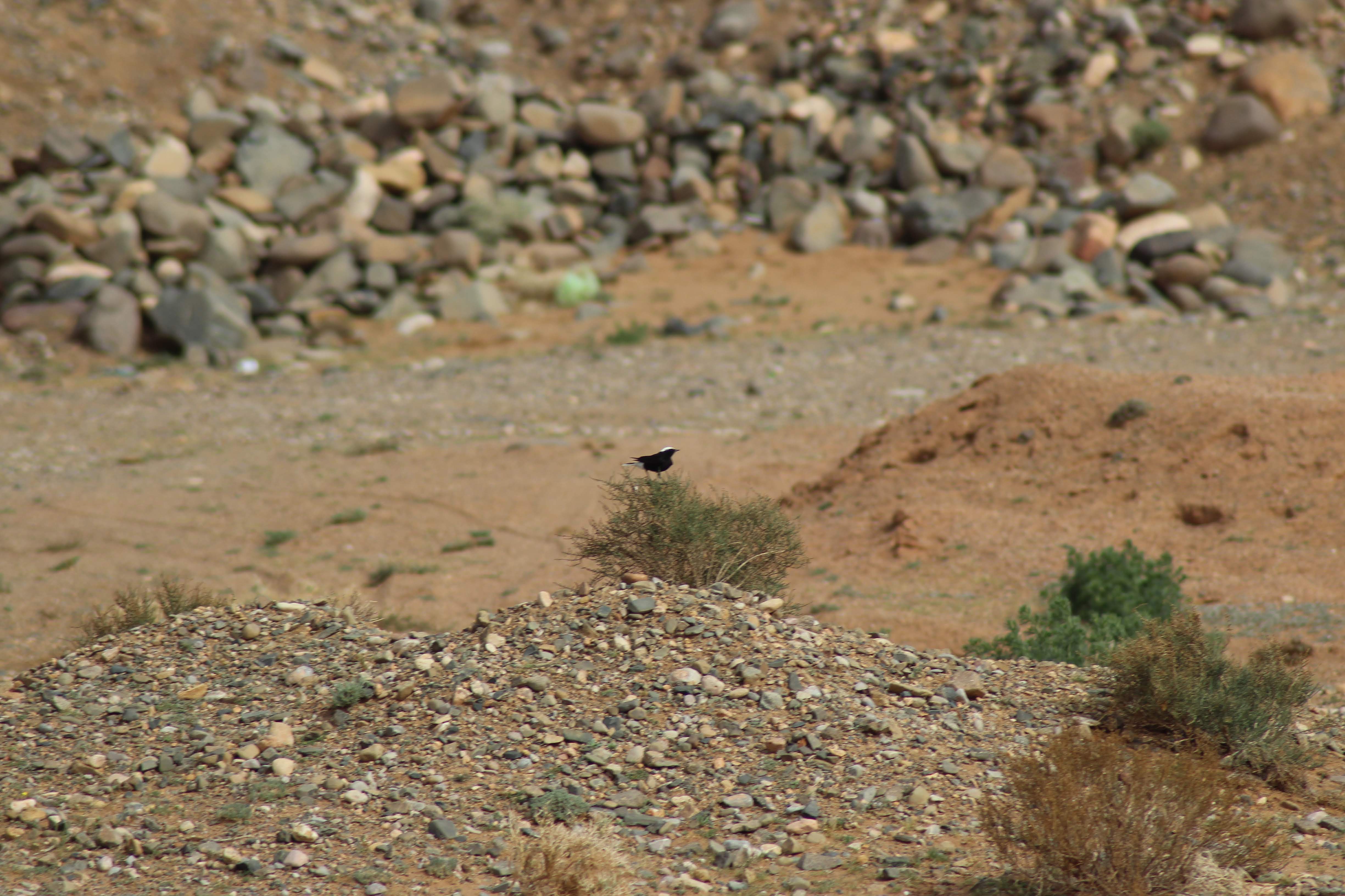 White Crowned Wheatear