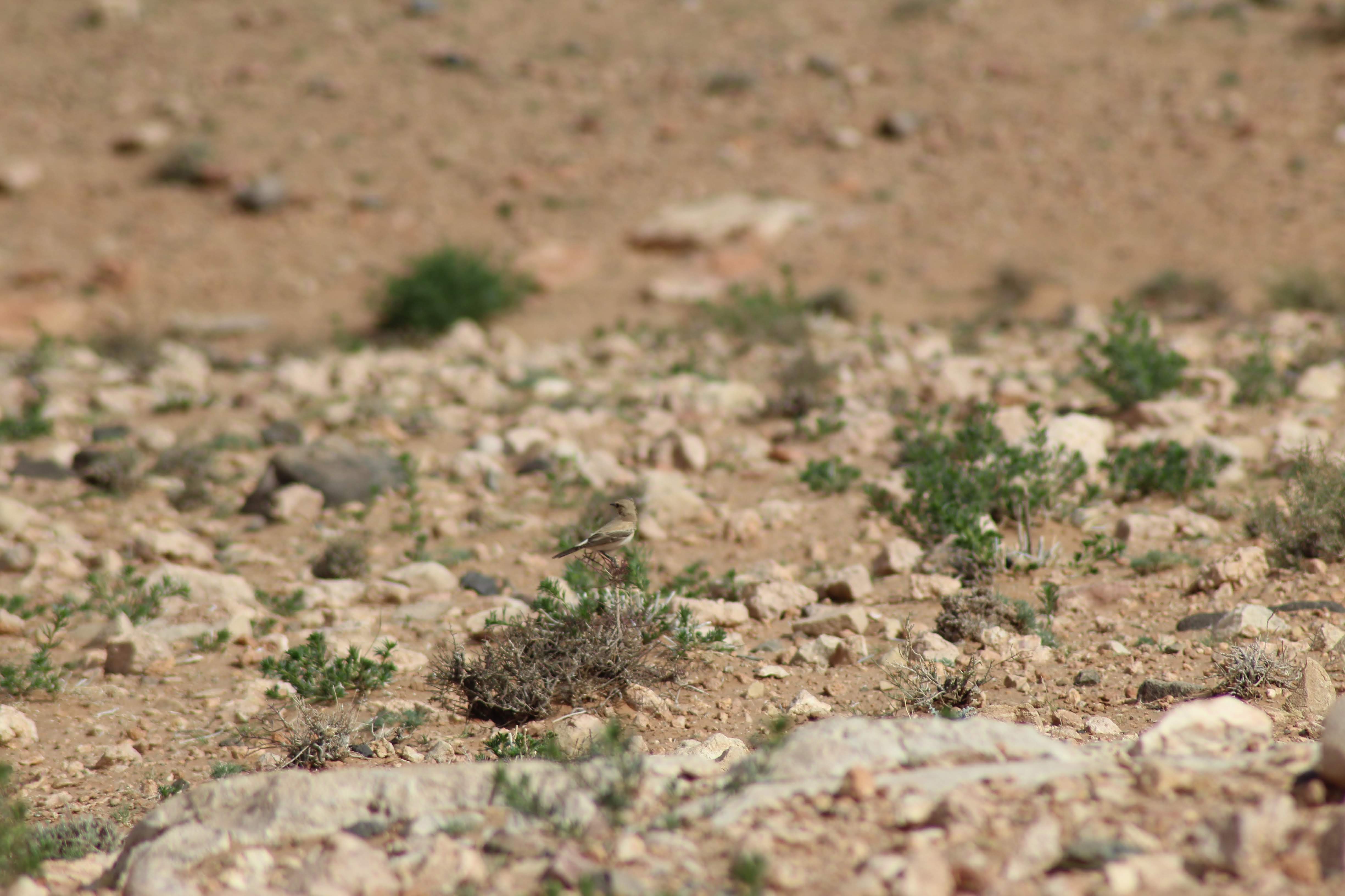 Desert Wheatear