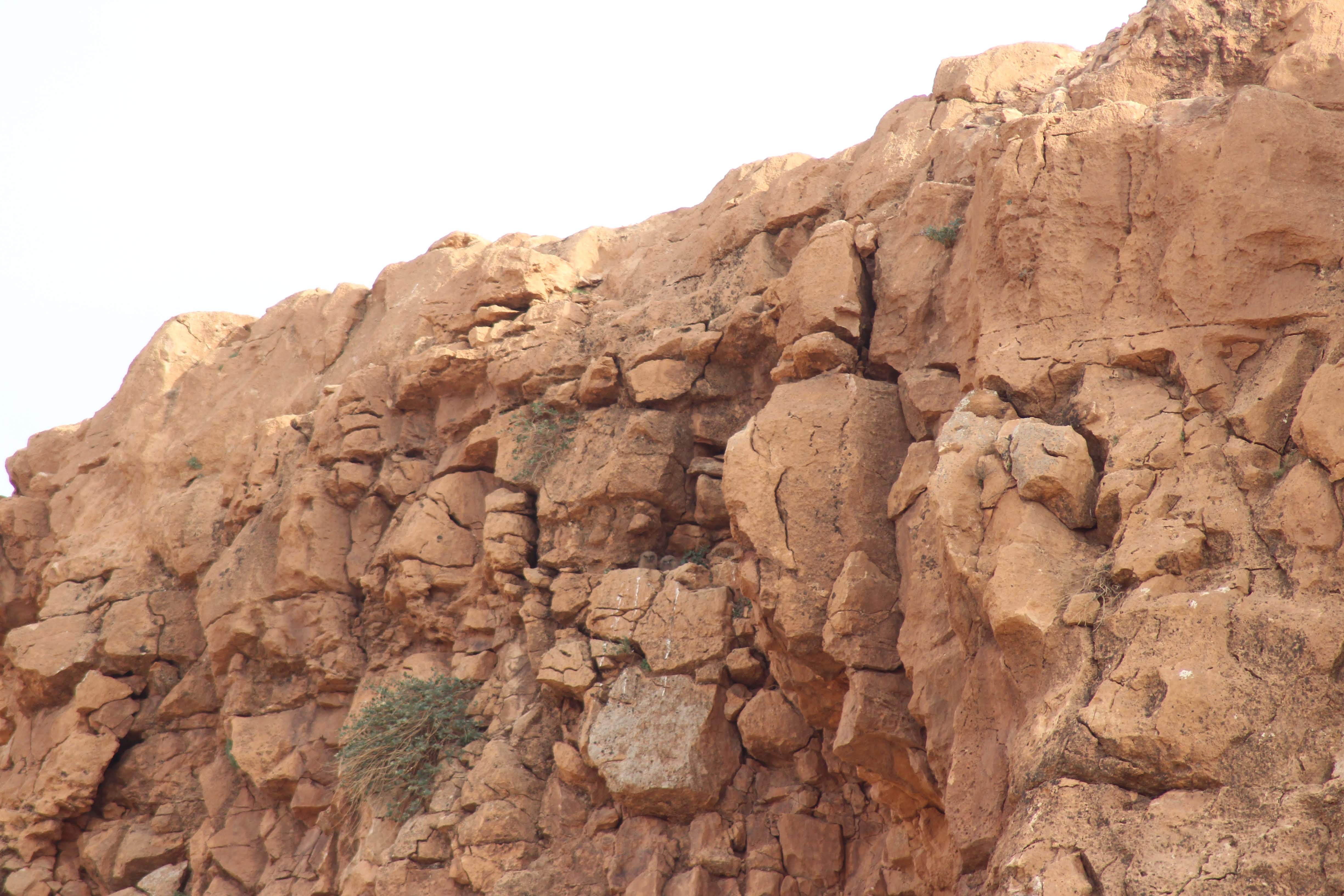 Pharaoh Eagle Owl