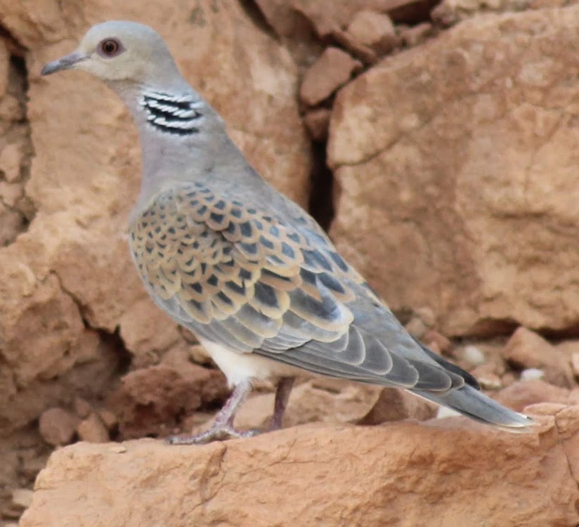 Turtle Dove