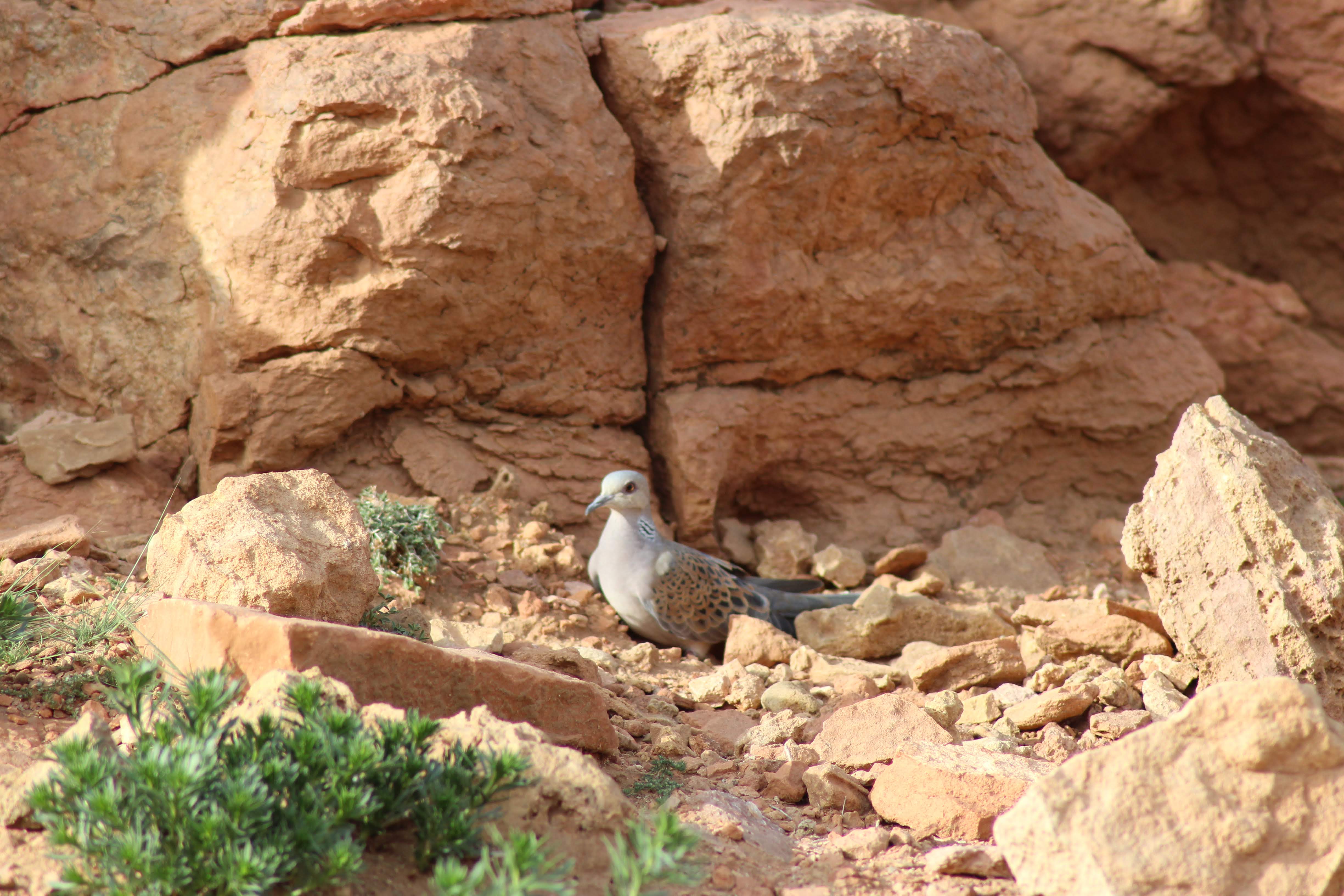 Turtle Dove