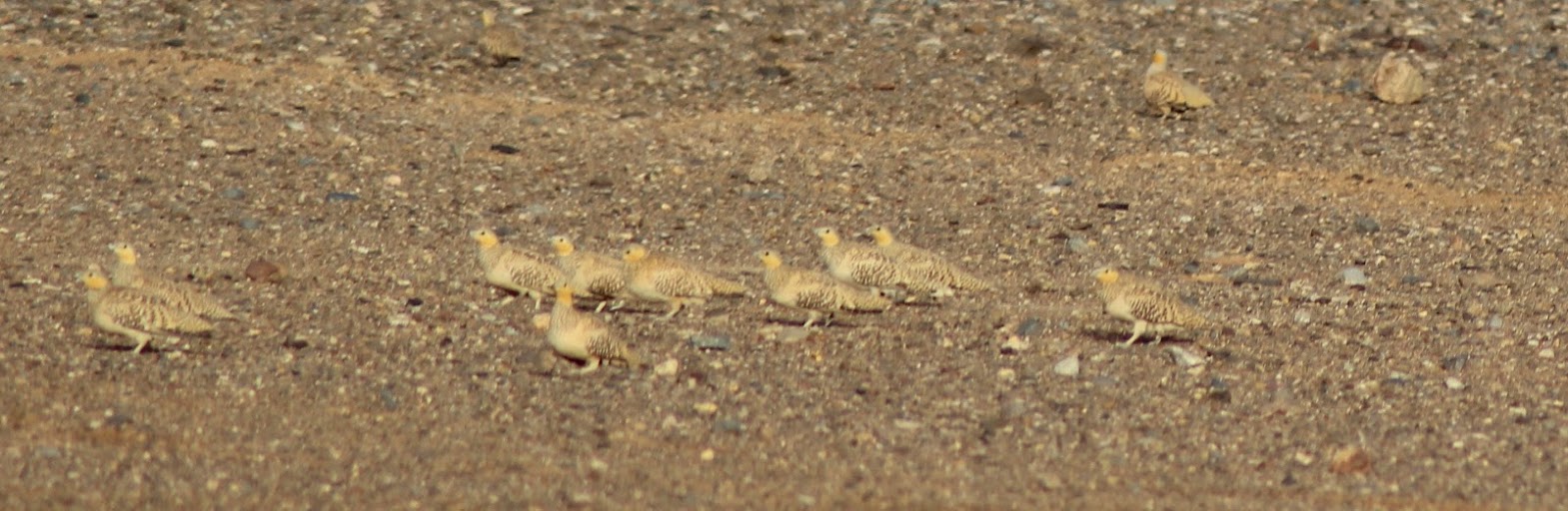 Spotted Sandgrouse