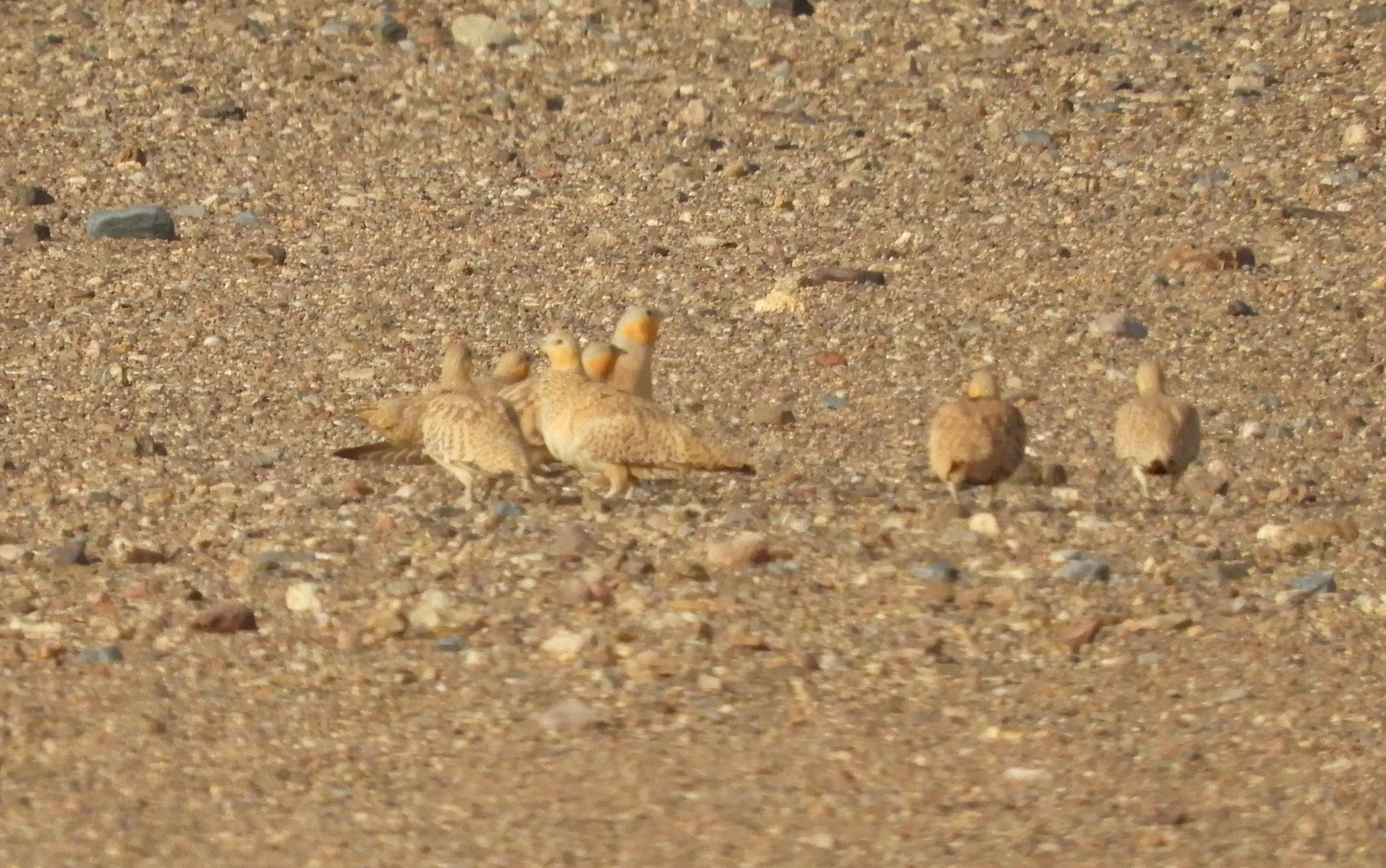 Spotted Sandgrouse