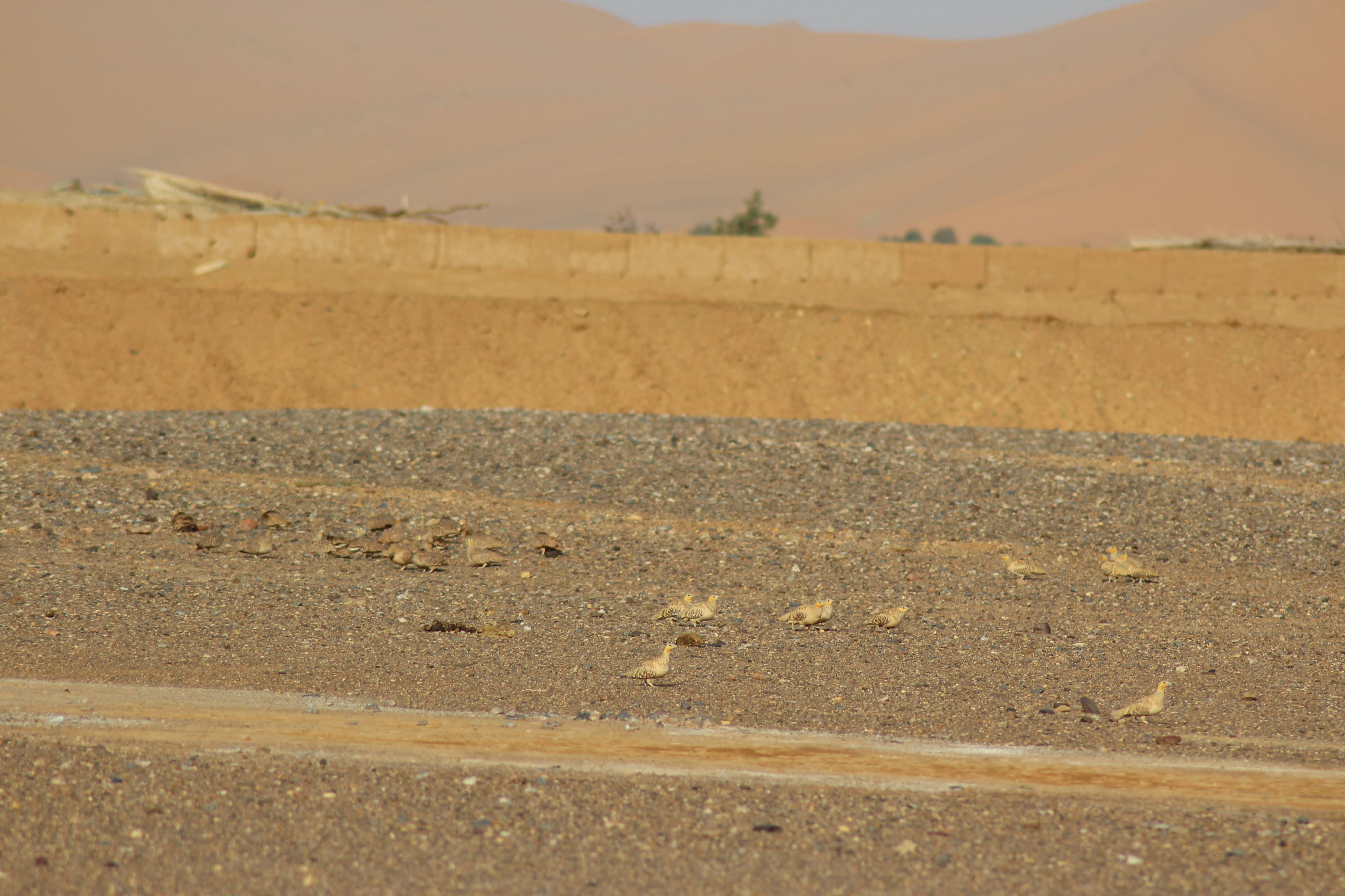 Crowned Sandgrouse