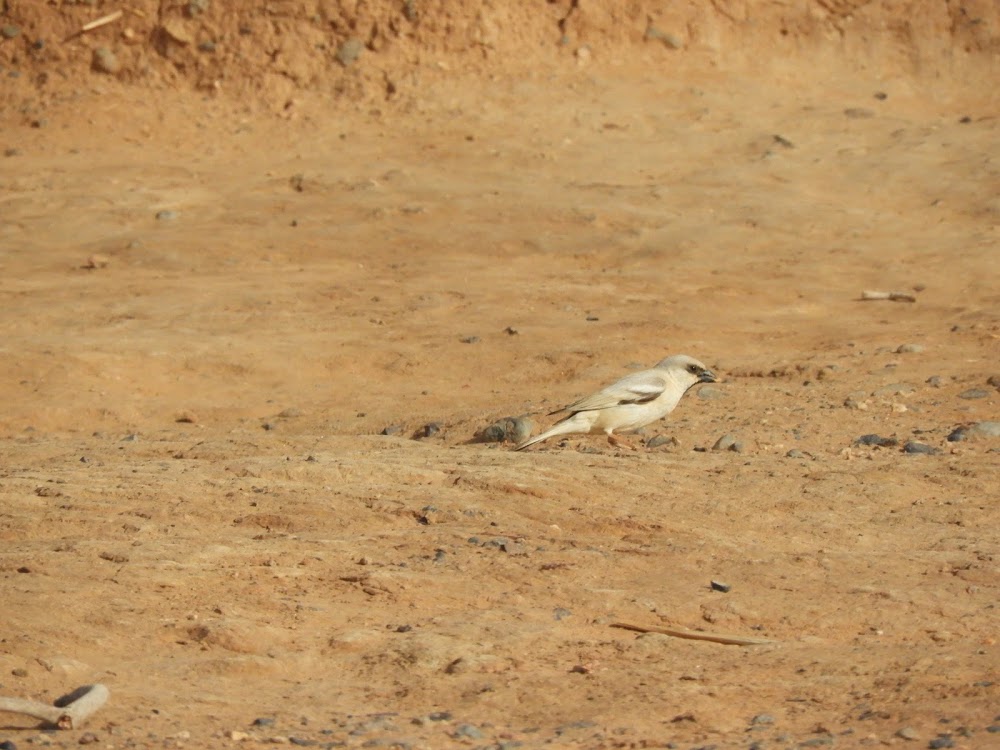 Desert Sparrow