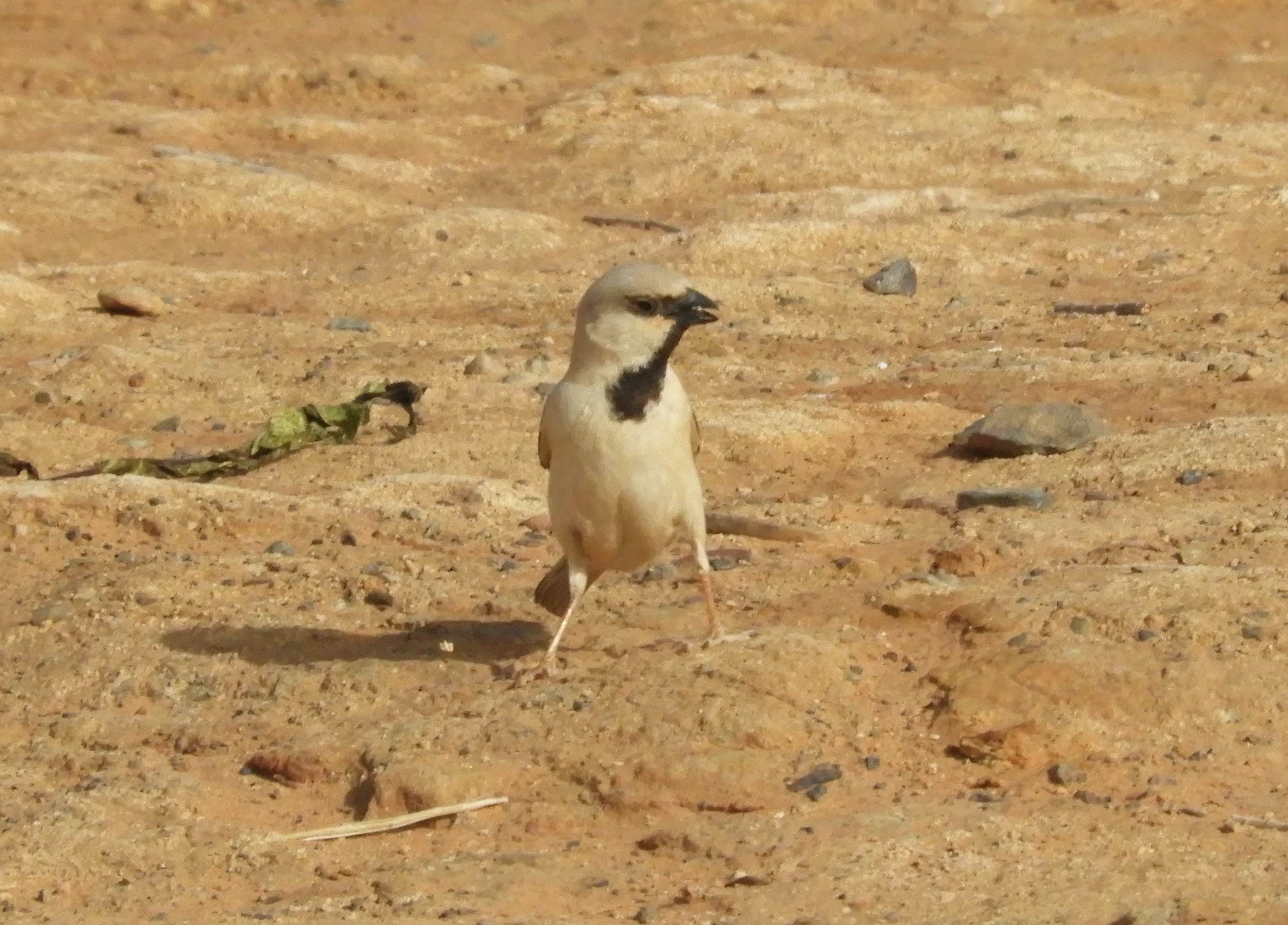 Desert Sparrow