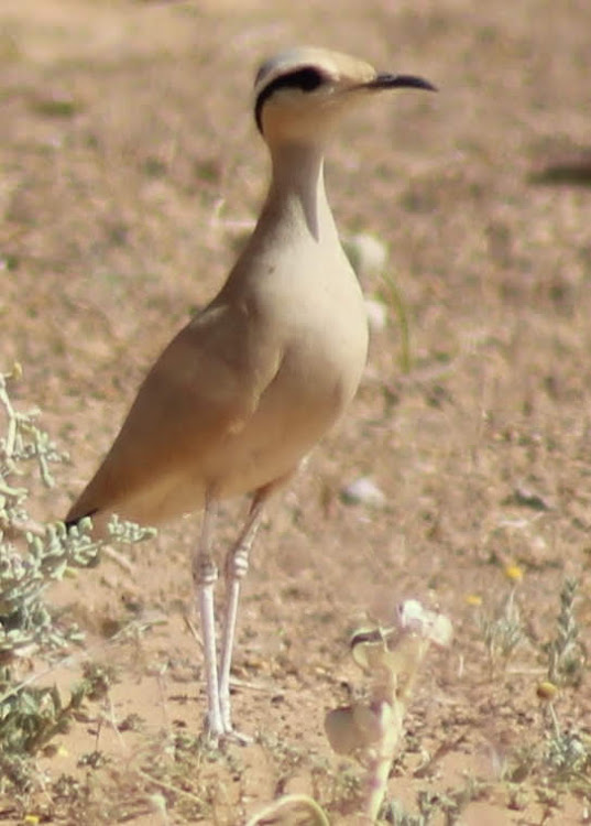 Cream coloured Courser