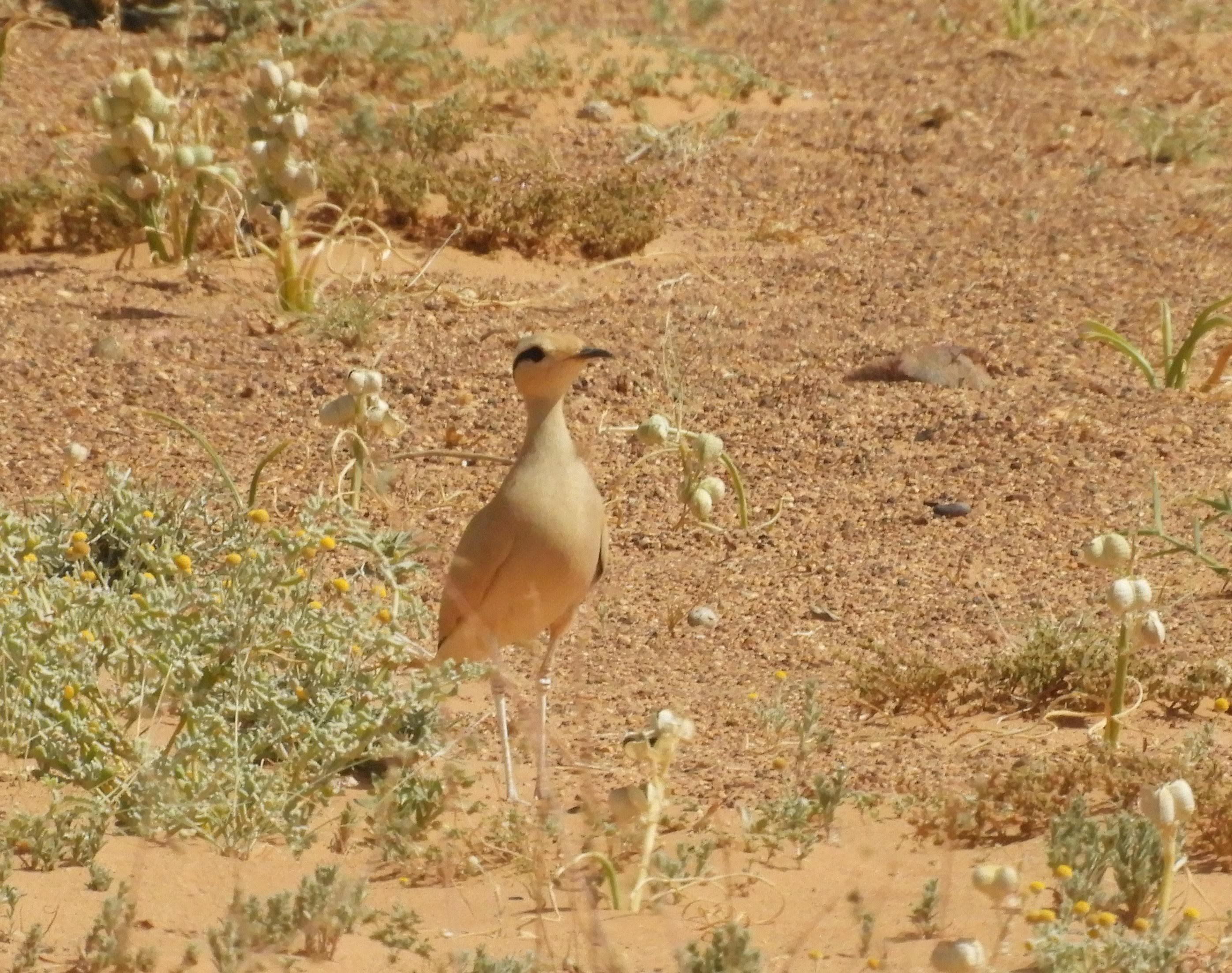 Cream coloured Courser