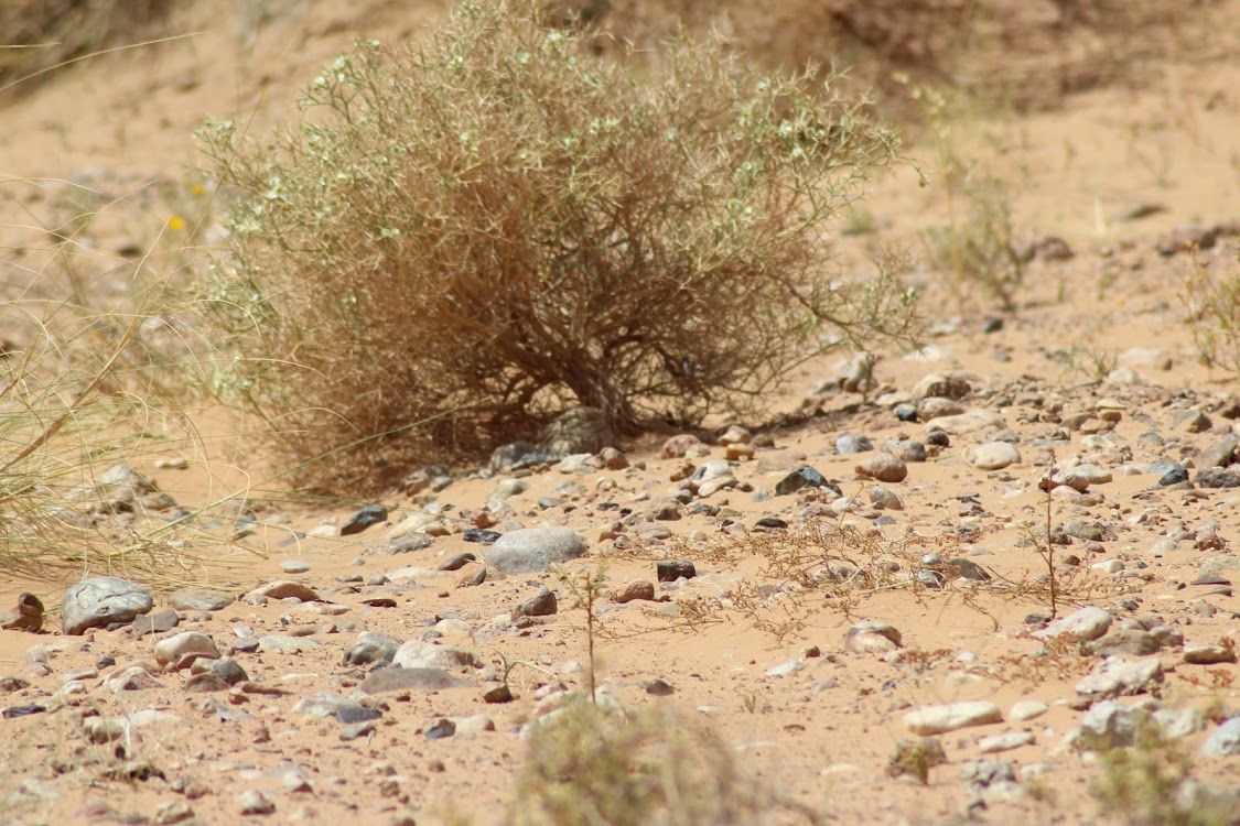 Egyptian Nightjar