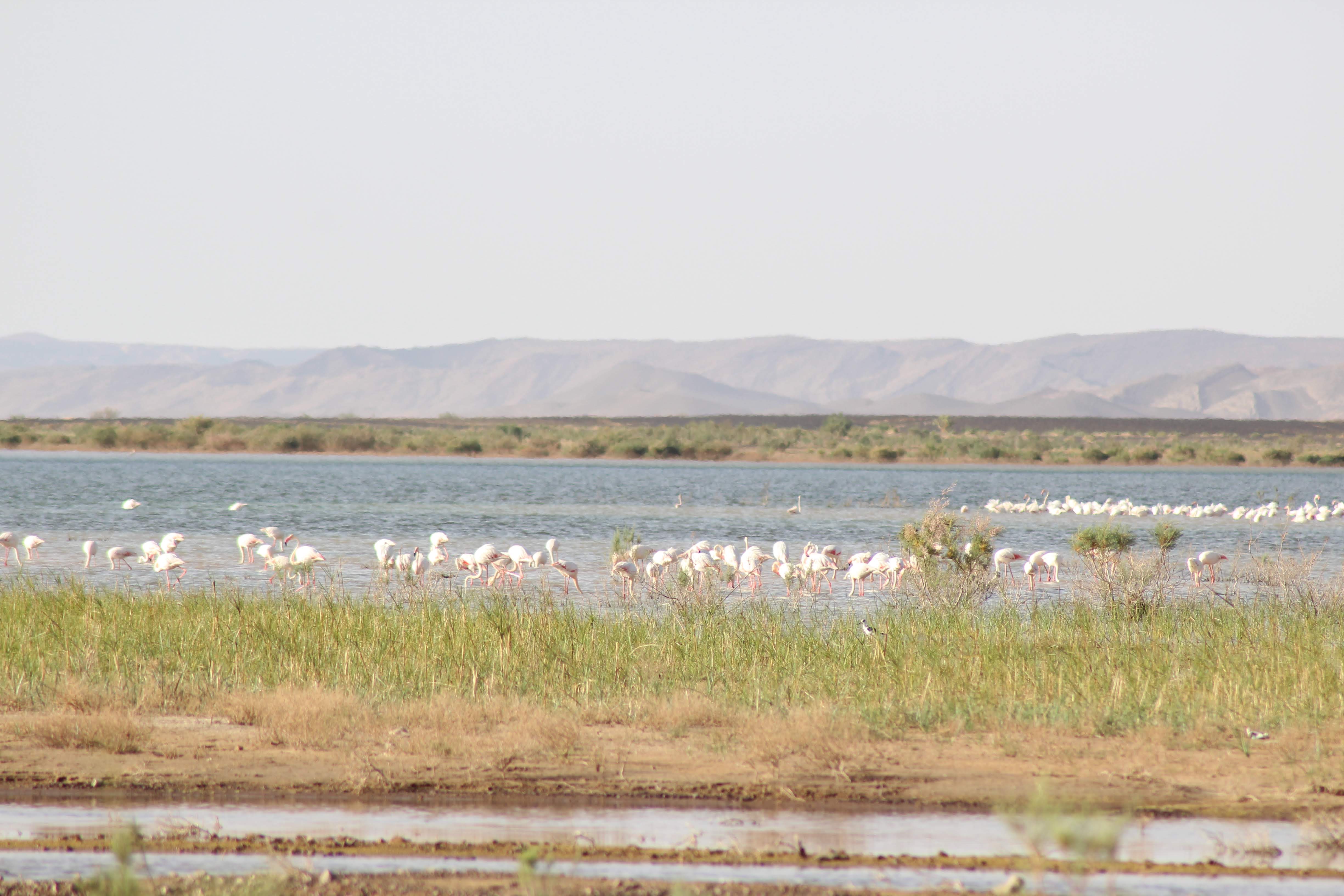 Greater Flamingo