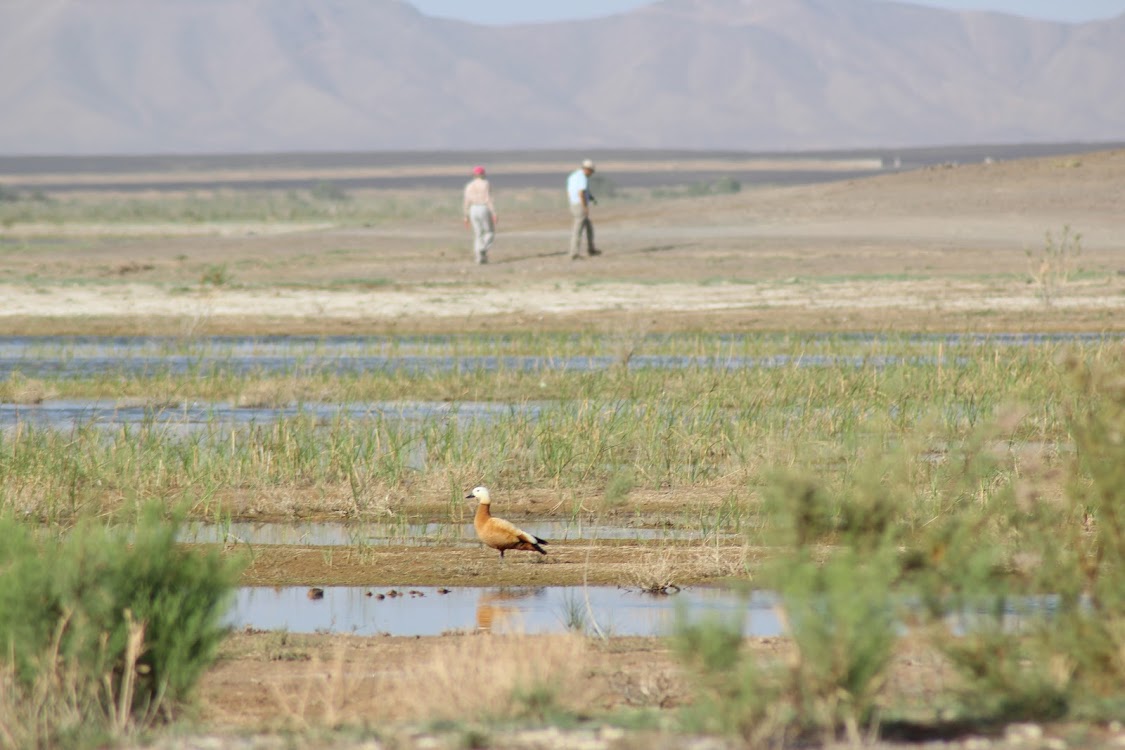 Ruddy Shelduck