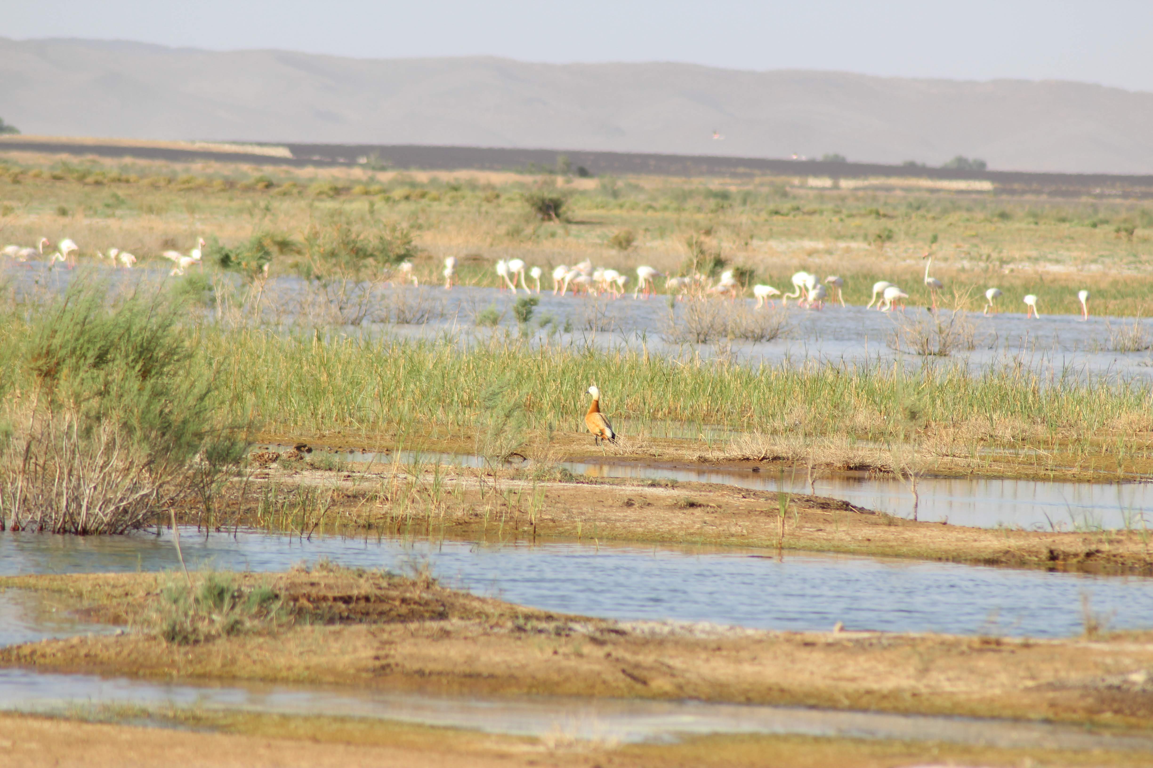 Ruddy Shelduck