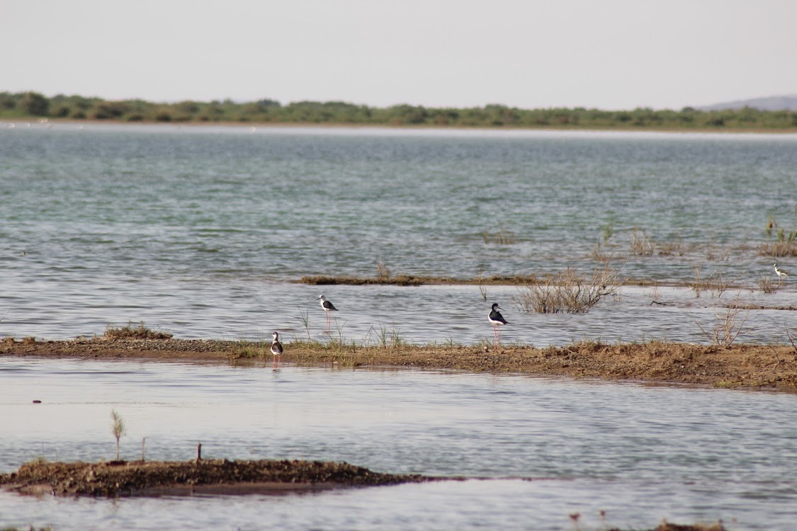 Black winged stilt