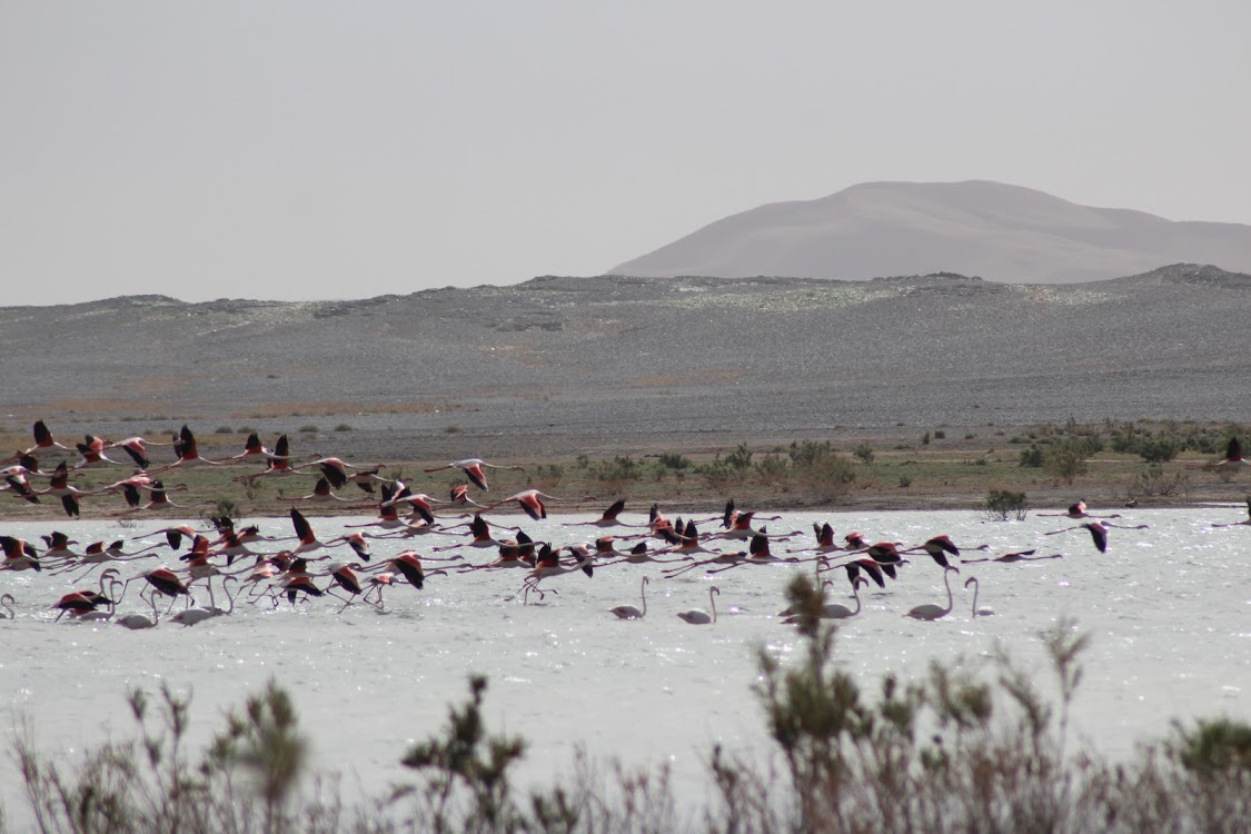 Greater Flamingo