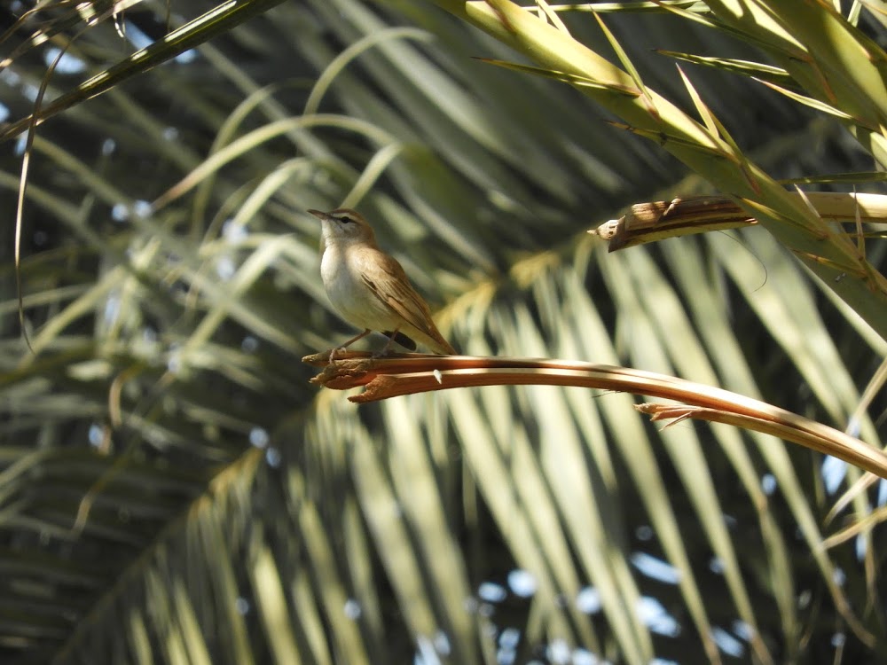 Rufous Tailed Scrub Robin