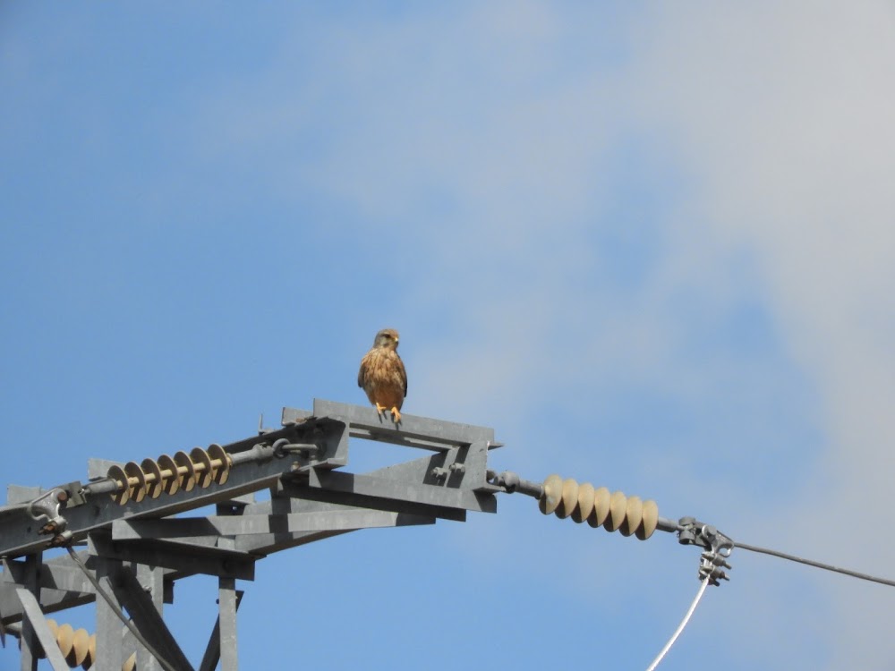 Lesser Kestrel