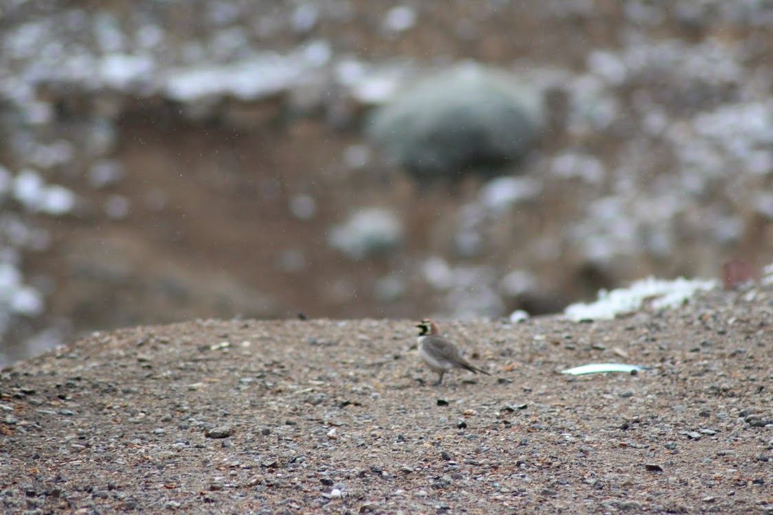 Atlas Horned Lark