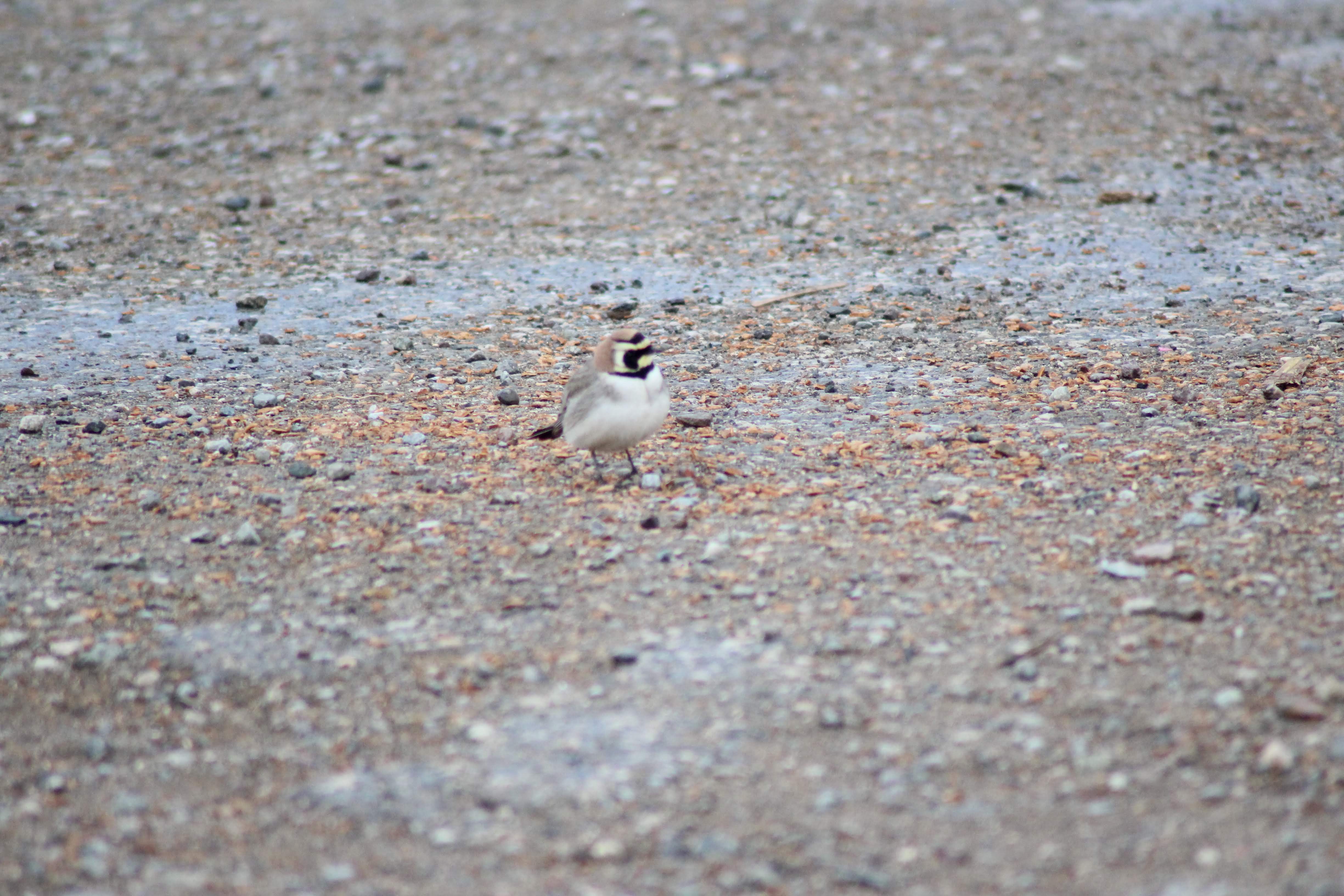 Horned Lark