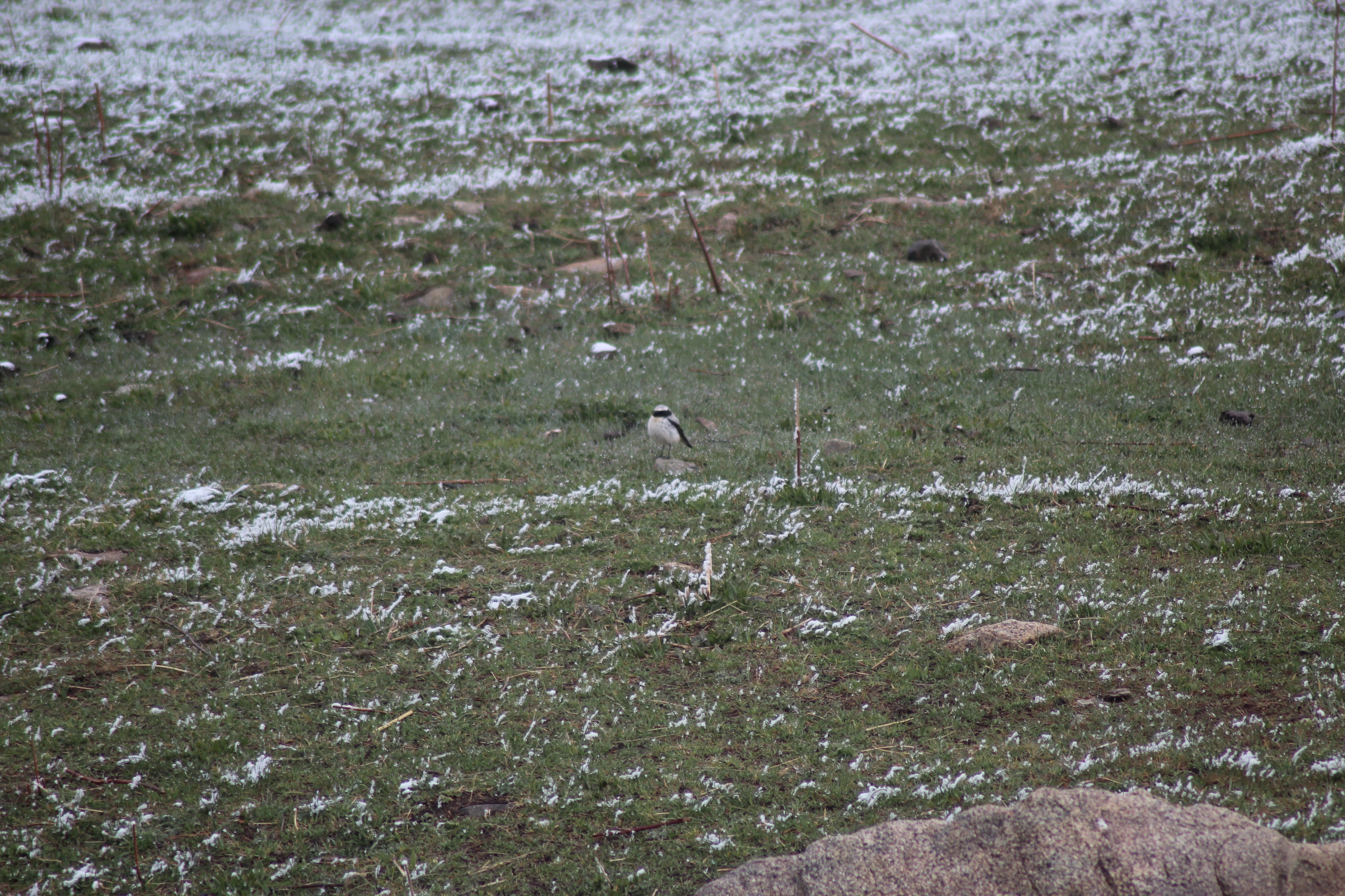 Seebohms Wheatear