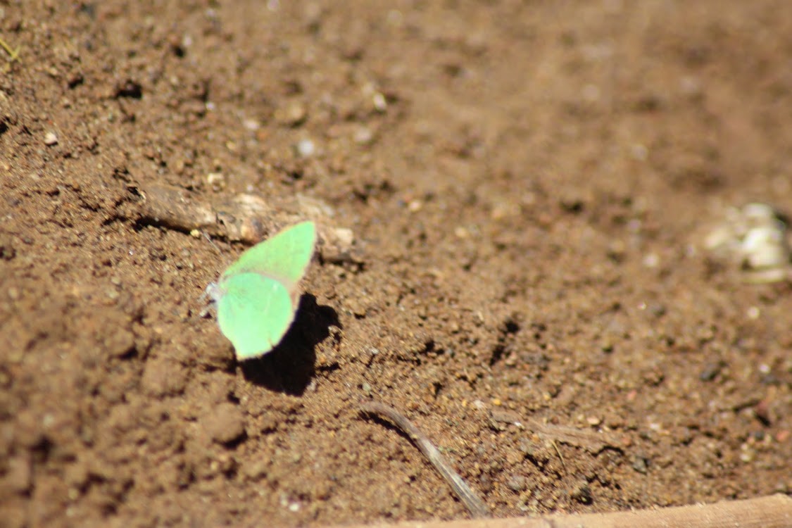 Chapmans Green Hairstreak