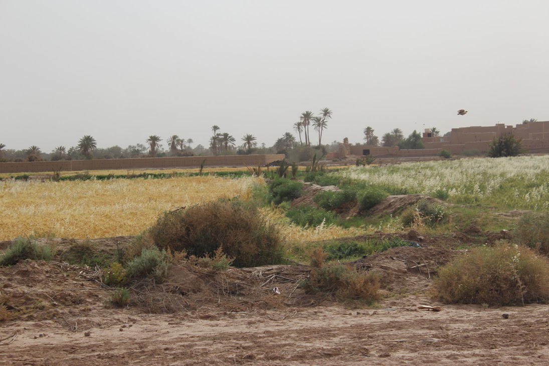 Date palm plantation