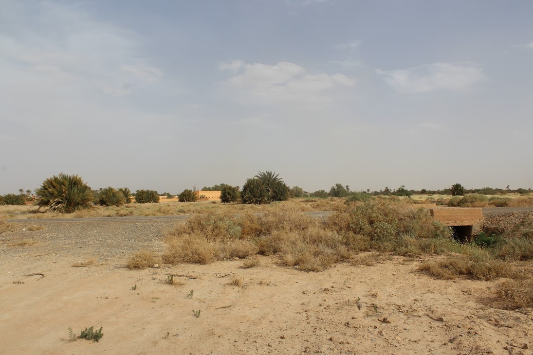Looking across from the date palm plantation